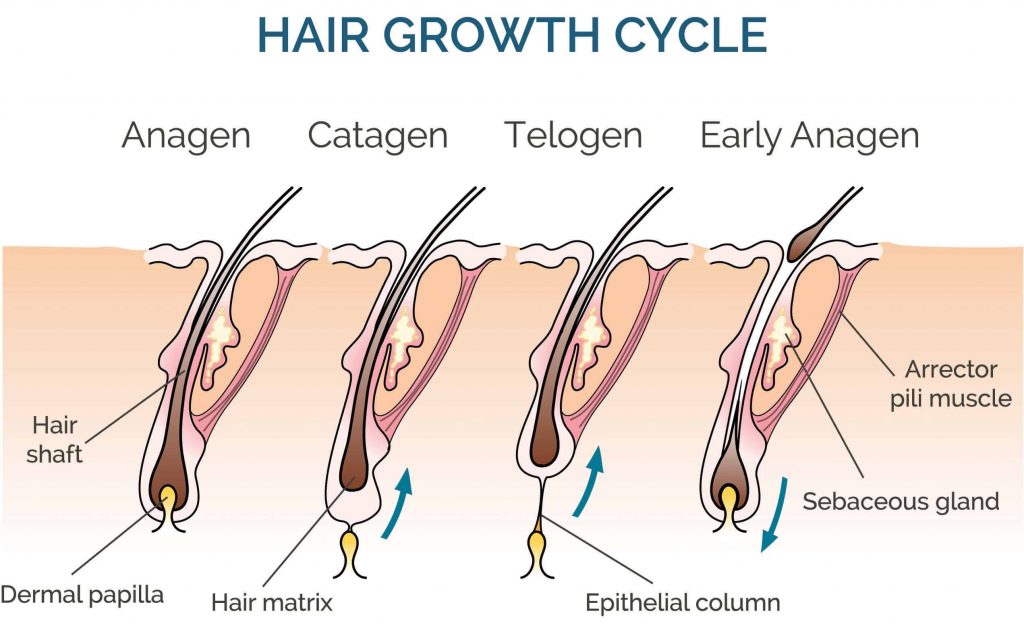 Le quattro fasi del ciclo di crescita dei capelli