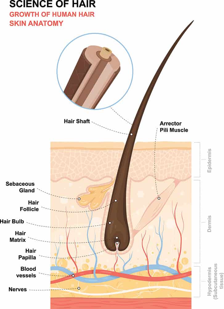 diagramma della struttura del capello