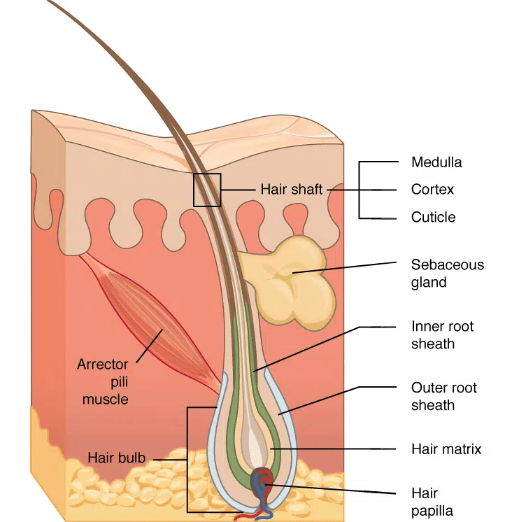 Struttura del follicolo pilifero