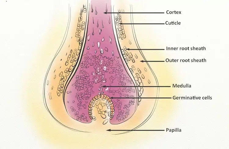 Il bulbo pilifero è un componente chiave della struttura del capello
