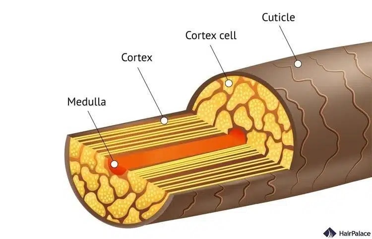 sezione trasversale di un fusto del capello