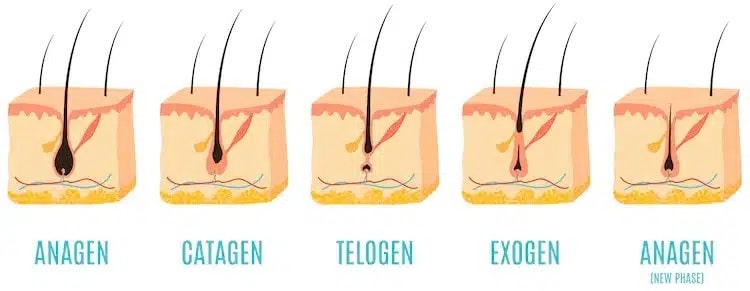 il ciclo di crescita dei capelli regola la crescita e la caduta dei capelli